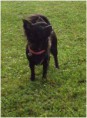 /album/hunde-design/fedora-jpg/