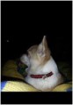 /album/hunde-design/shivas-jpg/